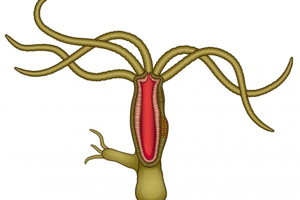 Актуальный адрес кракена